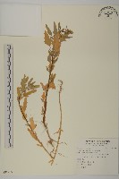 藜、灰藜藏品圖，第1張