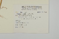 藜、灰藜藏品圖，第2張