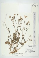 紫背草藏品圖，第1張