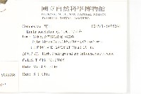 紫背草藏品圖，第2張