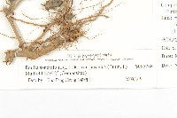 紫背草藏品圖，第3張