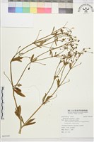 石龍芮藏品圖，第1張