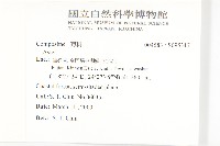 腺葉帚菊藏品圖，第2張