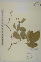 南華南蛇藤，青江藤藏品圖，第1張