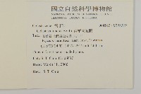 南華南蛇藤，青江藤藏品圖，第2張