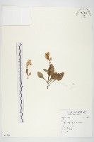 登錄號:S095324藏品圖，第1張