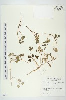 濱剪刀股藏品圖，第1張