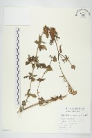 貓腥草藏品圖，第1張