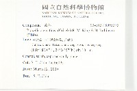 貓腥草藏品圖，第2張