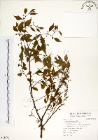 朴樹藏品圖，第1張
