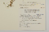 卷耳藏品圖，第2張