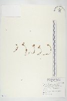 玉山佛甲草藏品圖，第1張