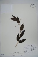 阿里山忍冬、漸尖葉忍冬藏品圖，第1張