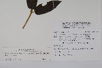 阿里山忍冬、漸尖葉忍冬藏品圖，第2張