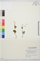 鹿場毛茛藏品圖，第1張