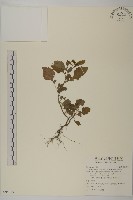 茯苓菜藏品圖，第1張