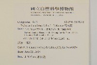 茯苓菜藏品圖，第2張