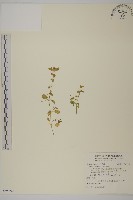 繁縷藏品圖，第1張