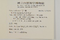 繁縷藏品圖，第2張