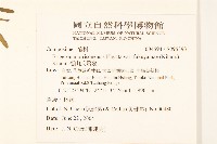 福山氏飛蓬藏品圖，第2張