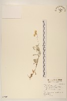 絲綿草藏品圖，第1張