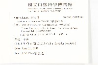 玉山佛甲草藏品圖，第2張