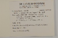 阿里山繁縷藏品圖，第2張