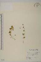 阿里山繁縷藏品圖，第1張