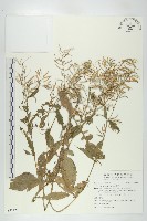 葶藶藏品圖，第1張