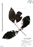 杜虹花，台灣紫珠藏品圖，第1張
