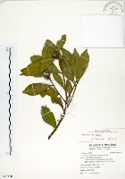 武威山烏皮茶藏品圖，第1張