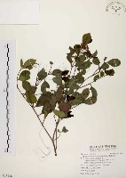 臺灣赤楠藏品圖，第1張