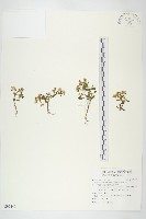 紅子佛甲草藏品圖，第1張