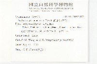 紅子佛甲草藏品圖，第2張