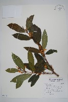 馬島懸枝花藏品圖，第1張