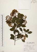 臺灣赤楠藏品圖，第1張