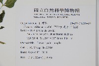 平伏莖白花菜、成功白花菜藏品圖，第2張