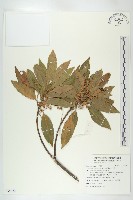 杜英、山杜英、蘭嶼杜英藏品圖，第1張