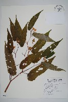 臺灣秋海棠藏品圖，第1張