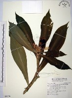 絹毛鳶尾、閉鞘薑藏品圖，第1張