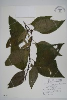 多子漿果莧藏品圖，第1張
