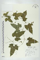 台灣羅漢果藏品圖，第1張