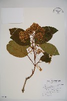 著生珊瑚樹藏品圖，第1張