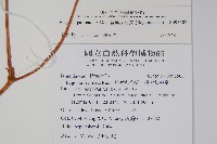 裂葉秋海棠藏品圖，第2張