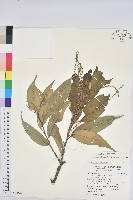 細刺苦櫧、草野錐果藏品圖，第1張