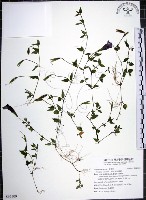 倒地蜈蚣藏品圖，第1張