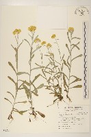 鼠麴草藏品圖，第1張