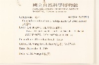 鼠麴草藏品圖，第2張