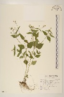 粗毛小米菊藏品圖，第1張