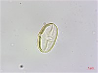 臺灣秋海棠藏品圖，第4張